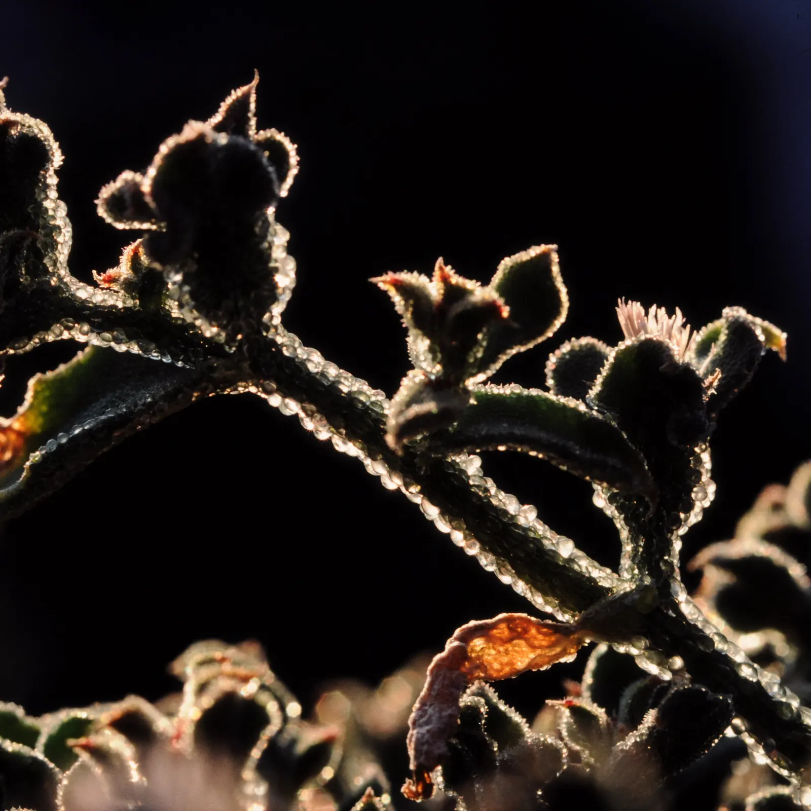 Crystal Ice Plant (Mesembryanthemum Crystallinum) — Drought tolerant and preferring full sun; its unique texture and reflective foliage create a, image 75