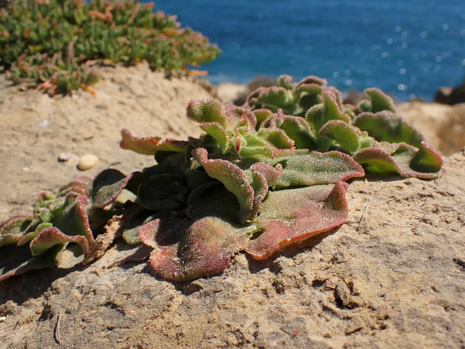 Crystal Ice Plant (Mesembryanthemum Crystallinum) — especially when planted in groups or used as a living mulch under drought-tolerant shrubs, image 67