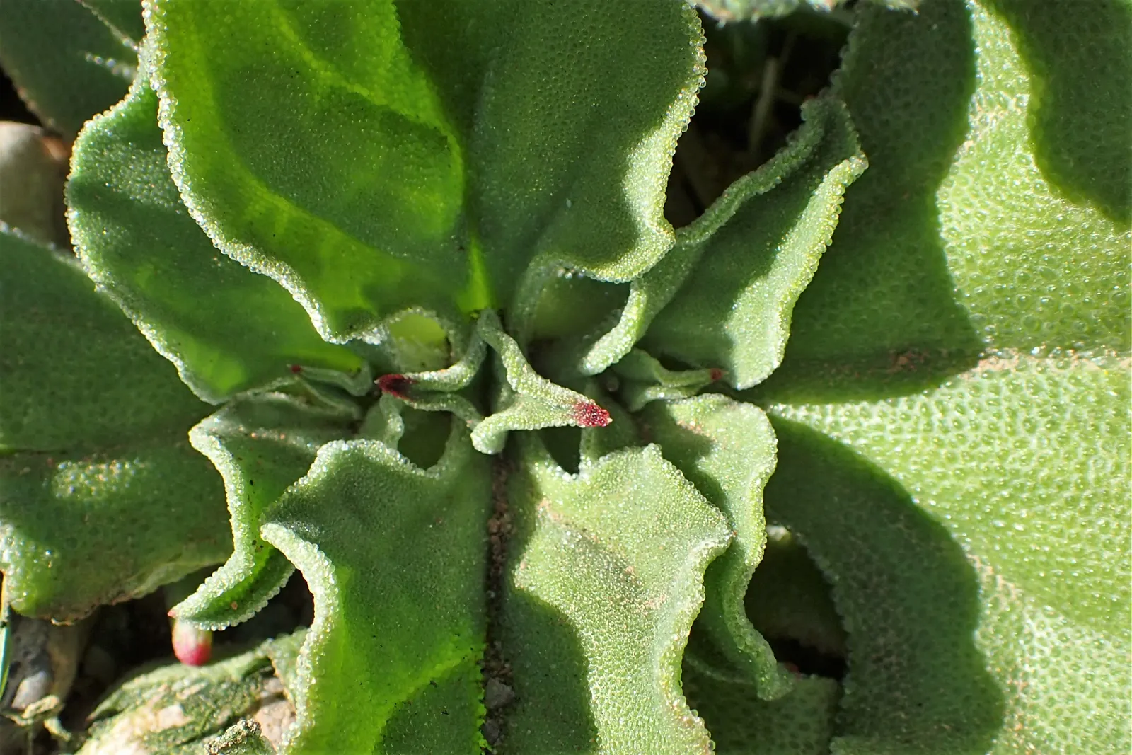 Crystal Ice Plant (Mesembryanthemum Crystallinum) — white-to-pale pink flowers