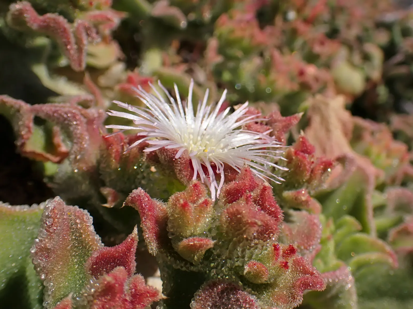 Crystal Ice Plant (Mesembryanthemum Crystallinum) — commonly referred to as the Crystal Ice Plant; gritty soil and minimal water once established, image 54