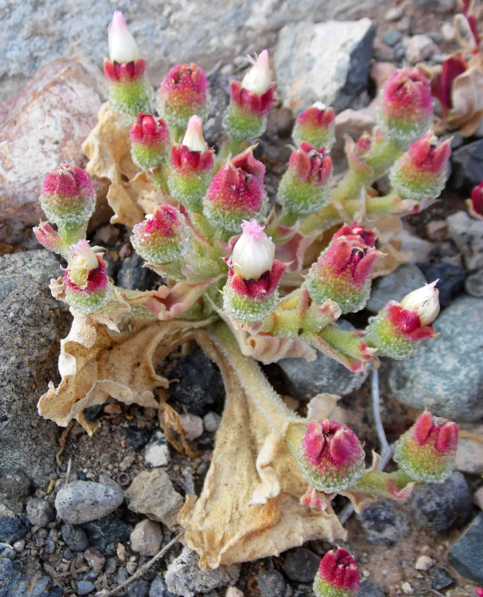 Crystal Ice Plant (Mesembryanthemum Crystallinum) — succulent with pink and white blooms; the plant will flourish and spread rapidly, image 71