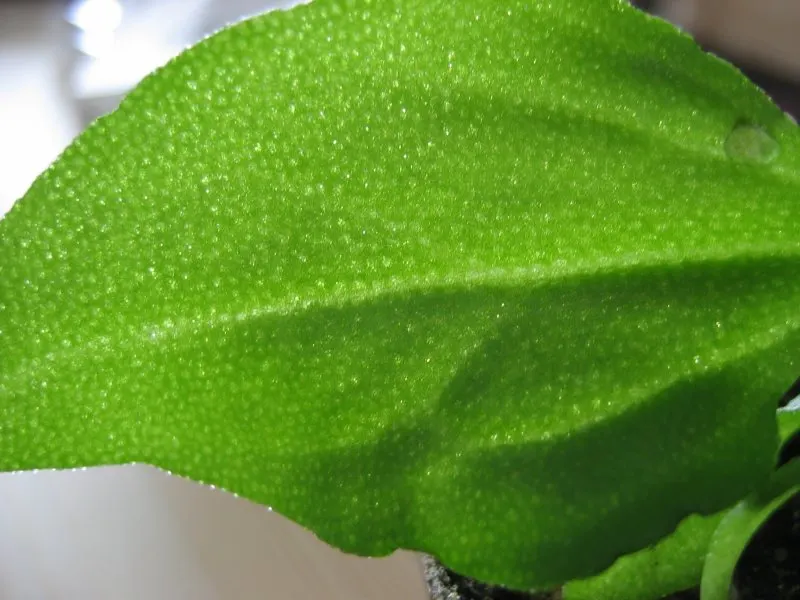 Crystal Ice Plant (Mesembryanthemum Crystallinum) — this succulent is particularly suited for seaside gardens.<br><br>Crystal Ice Plant is renowned, image 33