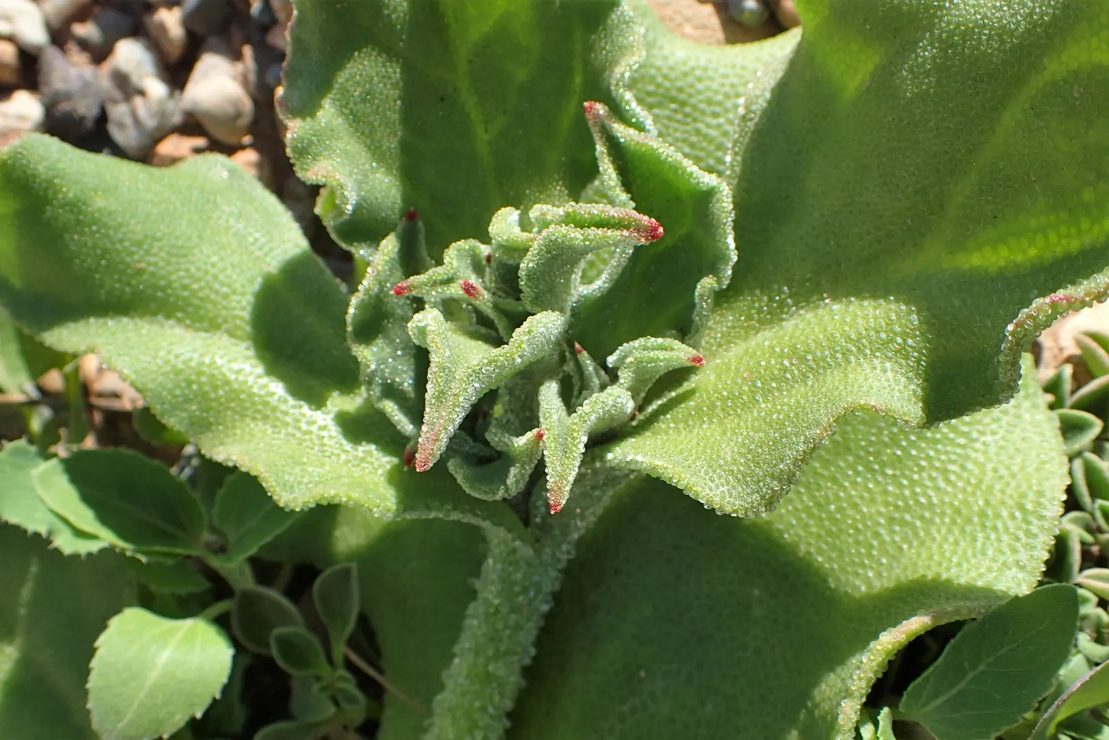 Crystal Ice Plant (Mesembryanthemum Crystallinum) — so its growth should be monitored