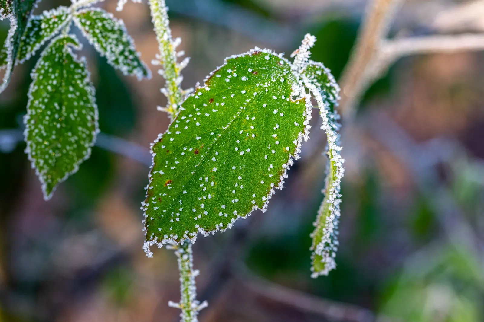 Crystal Ice Plant (Mesembryanthemum Crystallinum) — giving the plant its icy appearance; giving them a distinctive, image 74