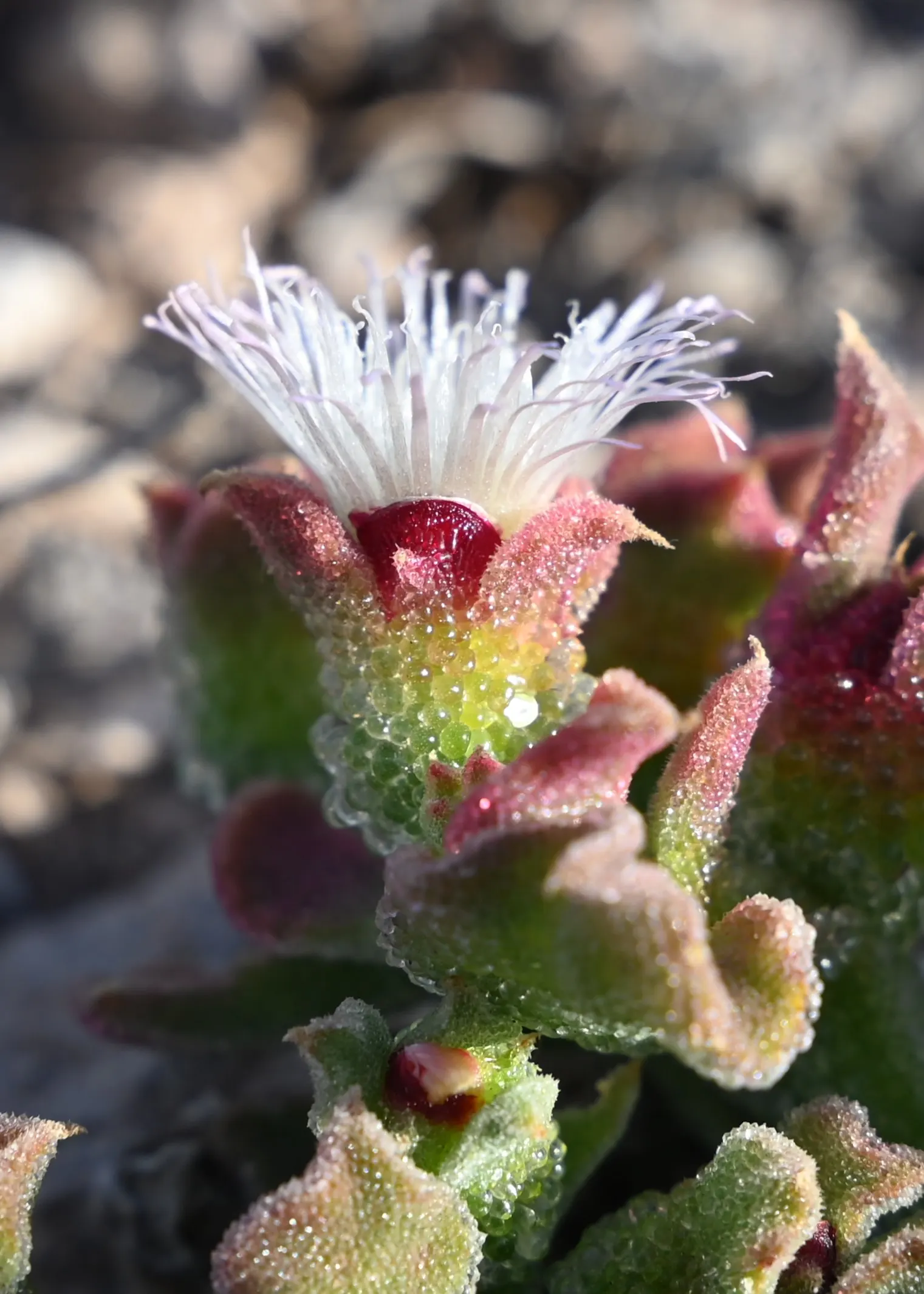 Crystal Ice Plant (Mesembryanthemum Crystallinum) — making it an excellent choice for xeriscaping