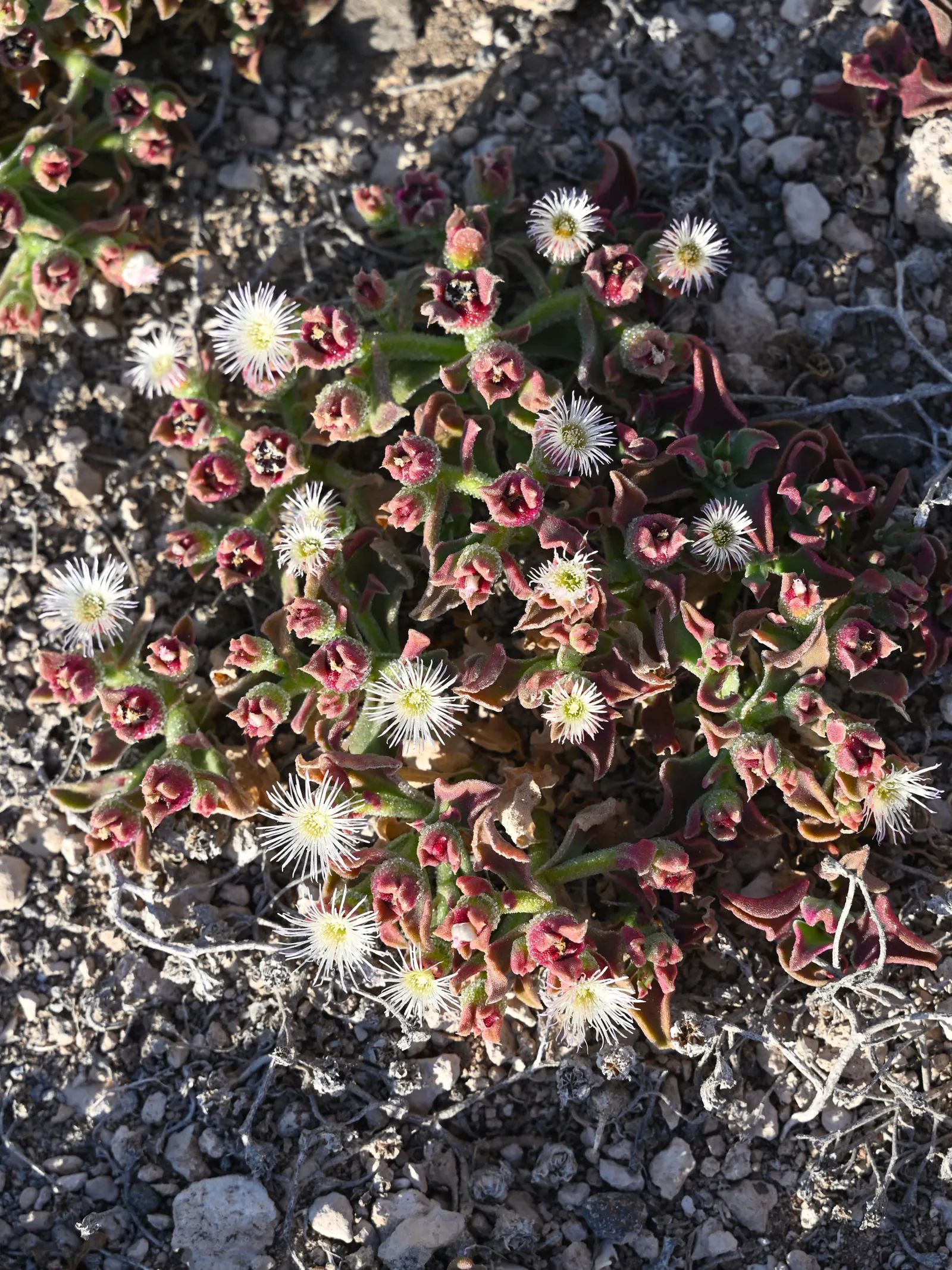Crystal Ice Plant (Mesembryanthemum Crystallinum) — daisy-like flowers that can range from white to pale-pink; it is important to note this plant may become
