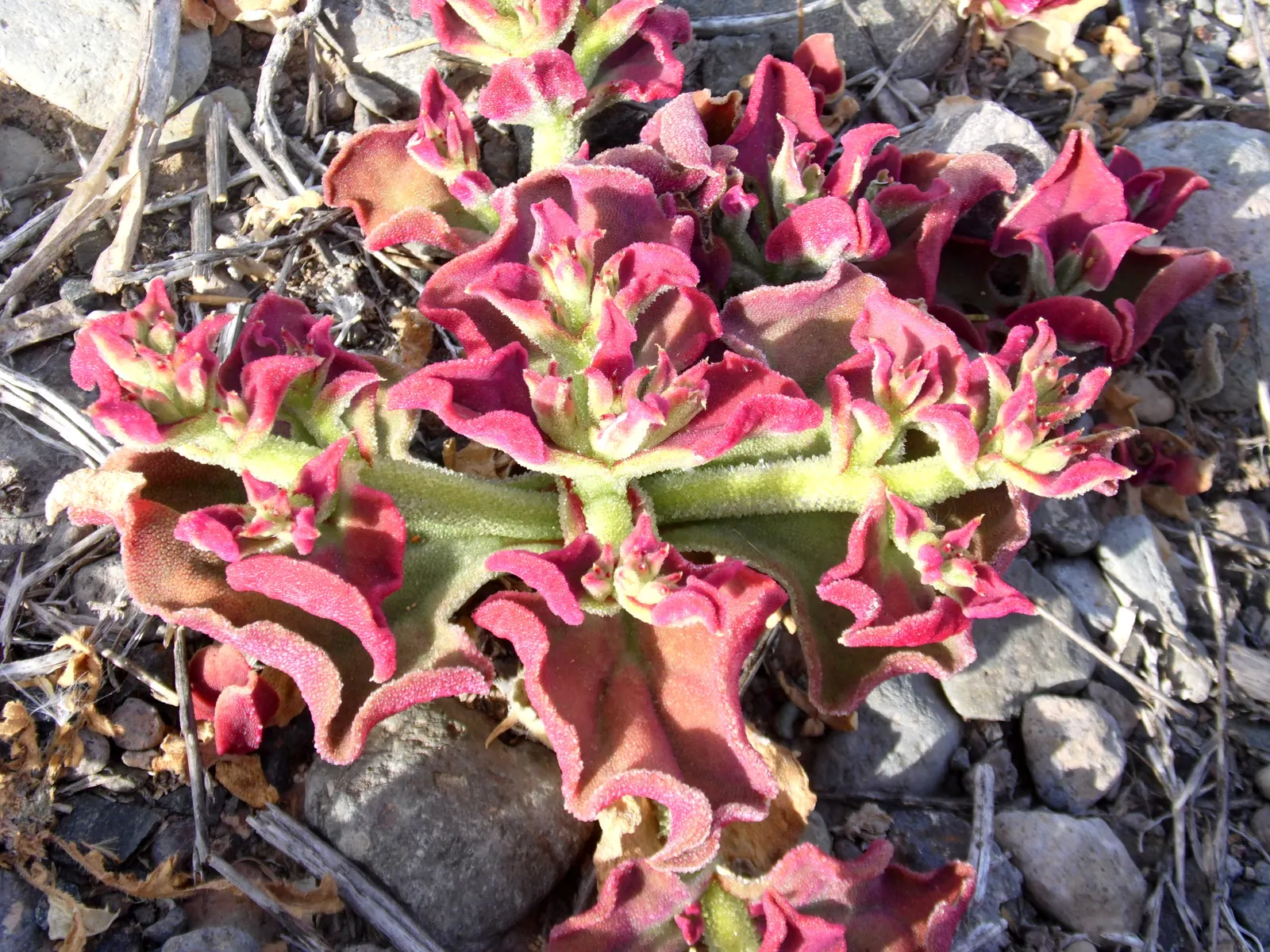 Crystal Ice Plant (Mesembryanthemum Crystallinum) — the plant will flourish and spread rapidly