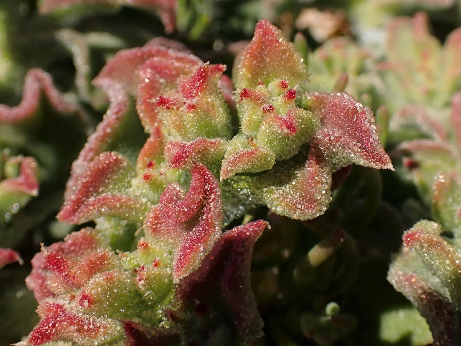 Crystal Ice Plant (Mesembryanthemum Crystallinum) — Adaptable to coastal climates and tolerant of salt spray; enhancing Mediterranean and rock, image 80