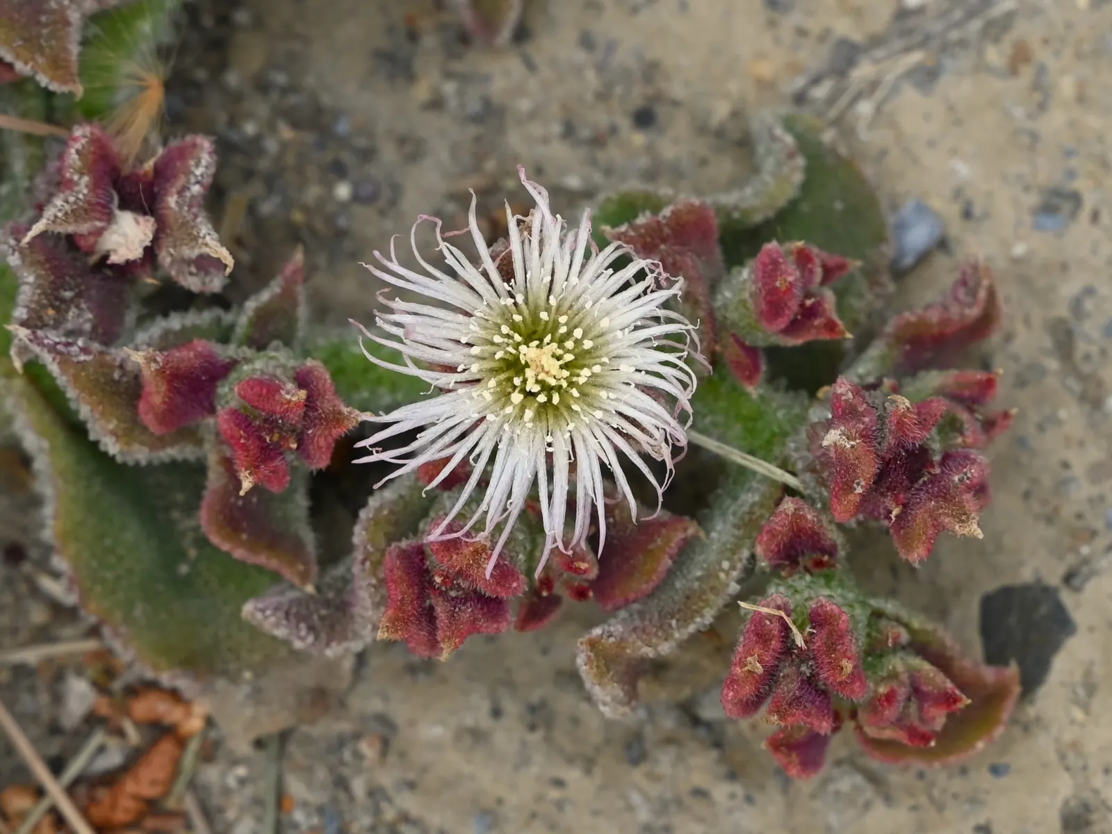 Crystal Ice Plant (Mesembryanthemum Crystallinum) — it is important to note this plant may become invasive in certain climates; daisy-like flowers, image 68