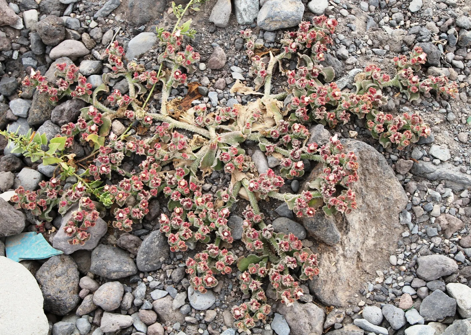 Crystal Ice Plant (Mesembryanthemum Crystallinum) — daisy-like flowers that can range from white to pale-pink; it is important to note this plant, image 65