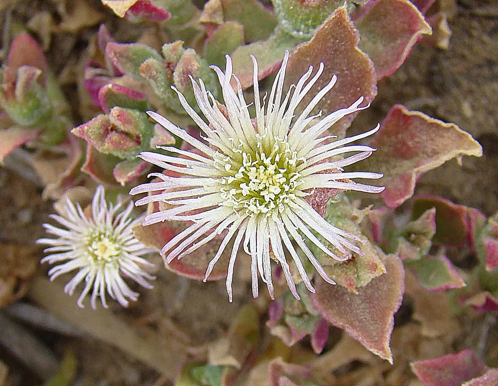 Crystal Ice Plant (Mesembryanthemum Crystallinum) — enhancing Mediterranean and rock garden designs with its unique texture; adaptable to coastal climates and