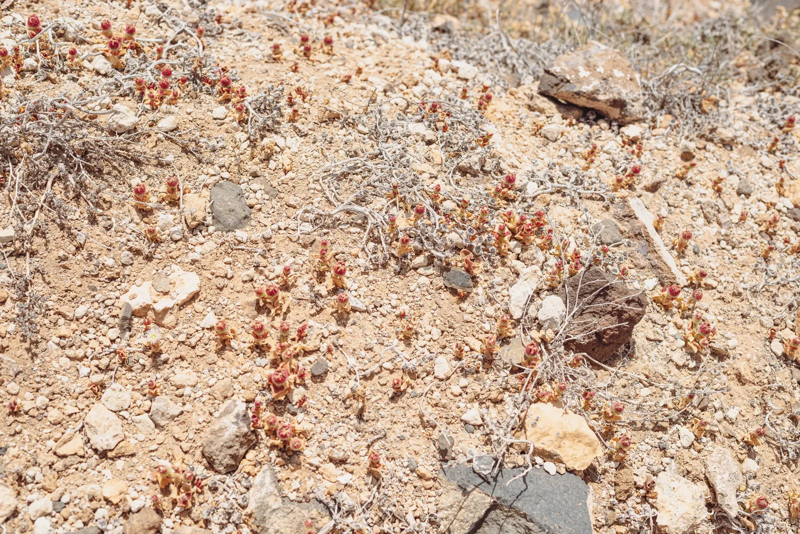 Crystal Ice Plant (Mesembryanthemum Crystallinum) — white-to-pale pink flowers; lime-green leaves covered in glistening, image 52