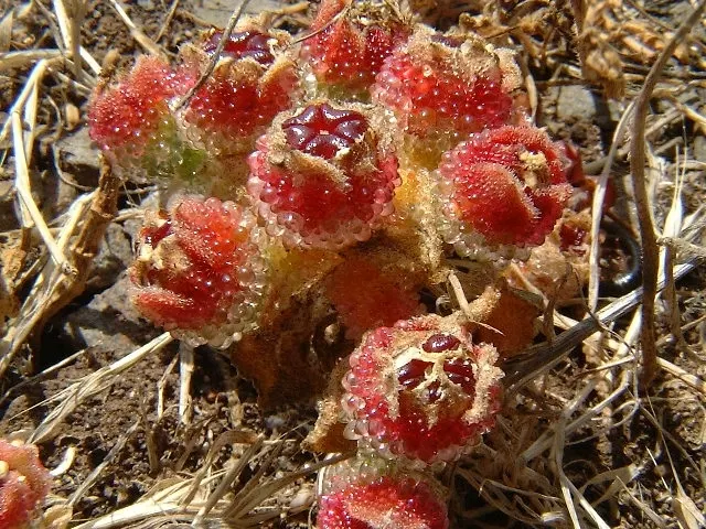 Crystal Ice Plant (Mesembryanthemum Crystallinum) — gritty soil and minimal water once established; commonly referred to as the Crystal Ice Plant, image 63