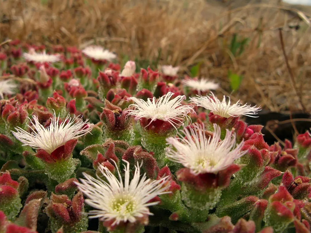 Crystal Ice Plant (Mesembryanthemum Crystallinum) — so its growth should be monitored; succulent for full