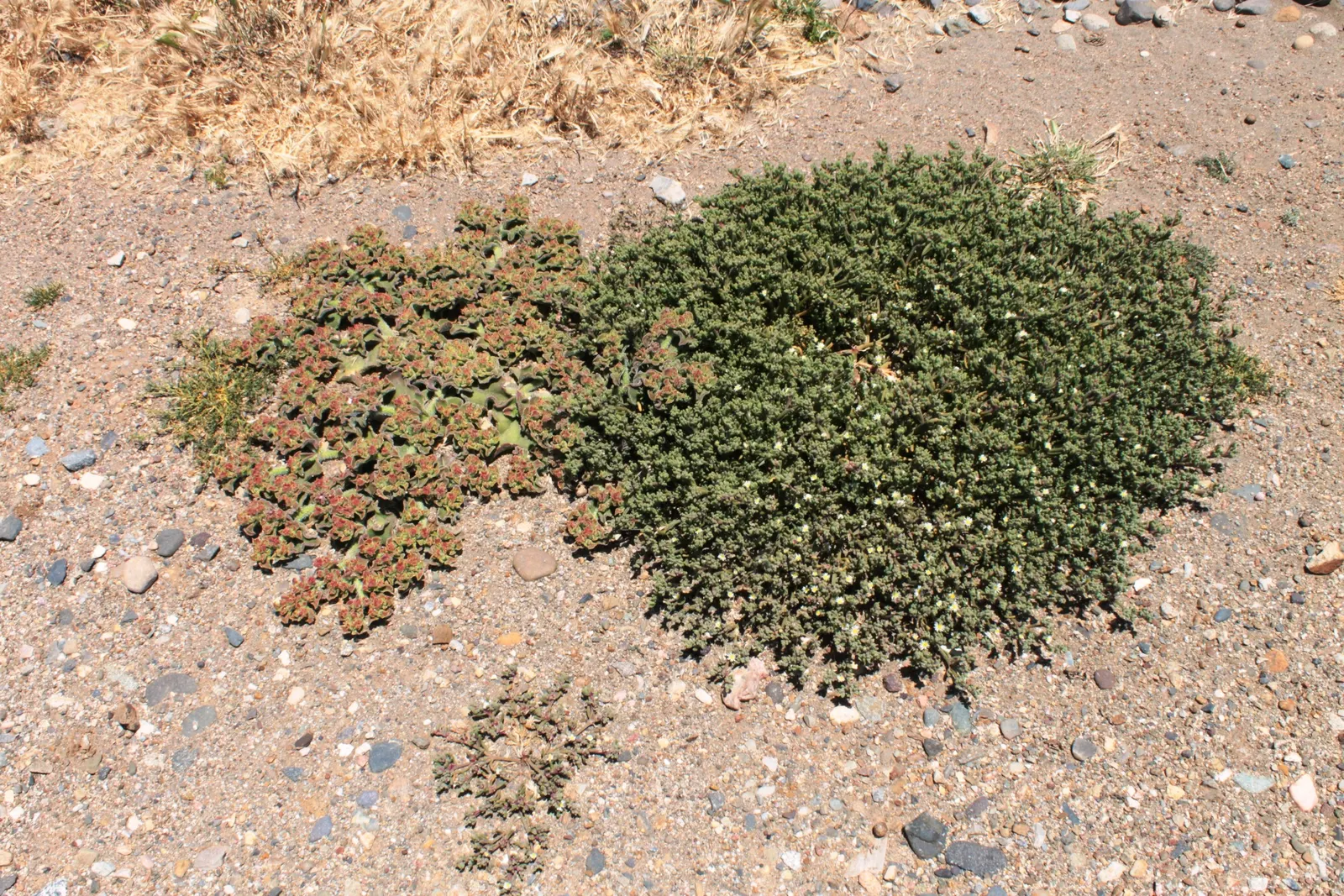 Crystal Ice Plant (Mesembryanthemum Crystallinum) — gritty soil and minimal water once established; commonly referred to as the Crystal Ice Plant