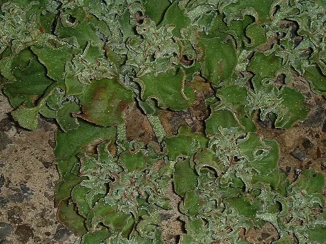 Crystal Ice Plant (Mesembryanthemum Crystallinum) — heart-shaped leaves that are covered with shimmering bladder cells; especially when planted in, image 58