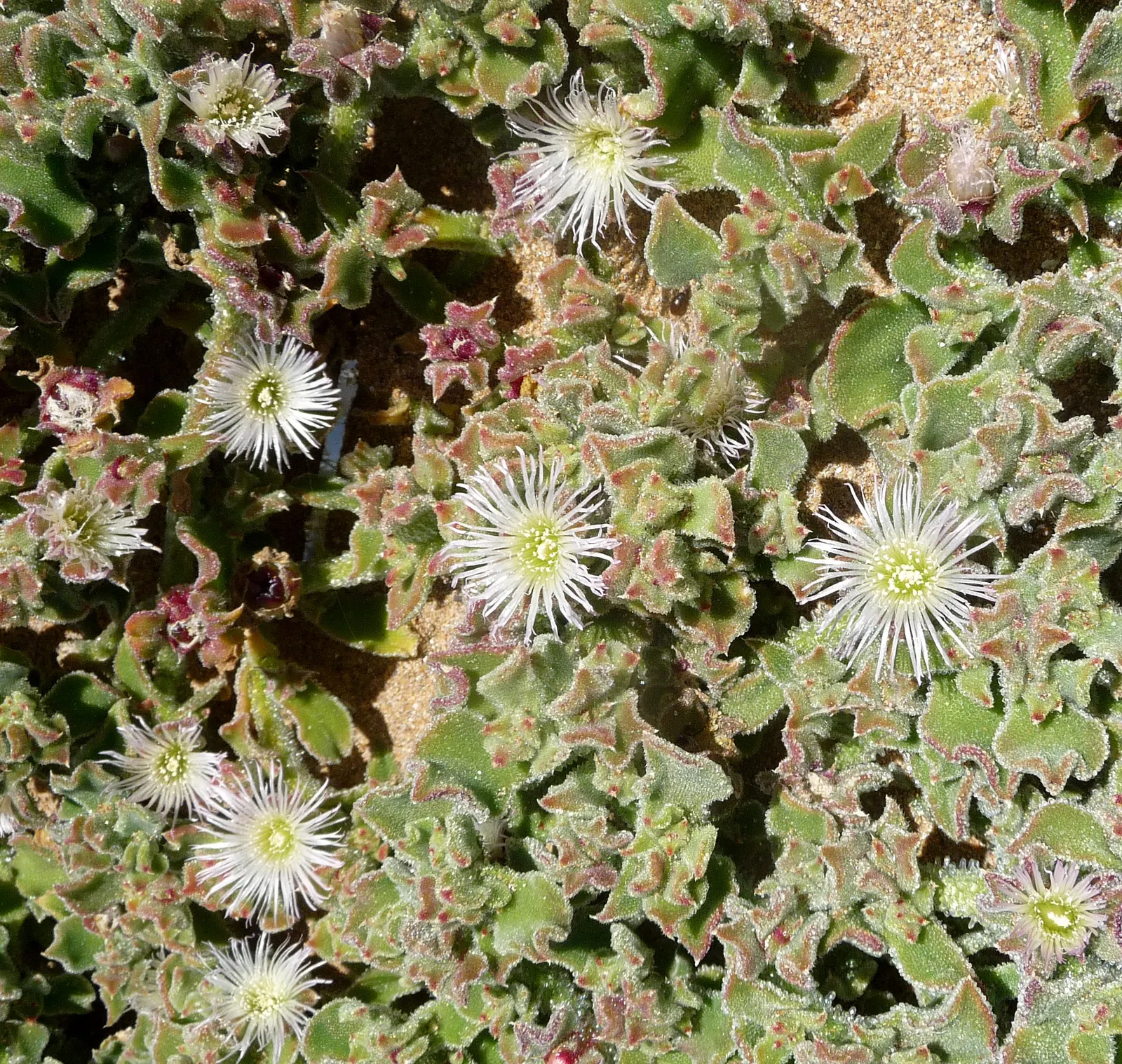 Crystal Ice Plant (Mesembryanthemum Crystallinum) — succulent for full
