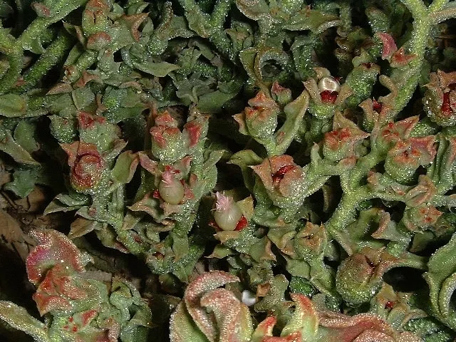Crystal Ice Plant (Mesembryanthemum Crystallinum) — succulent for full; so its growth should be monitored, image 72