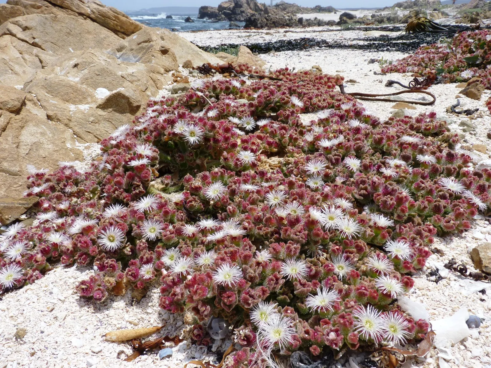 Crystal Ice Plant (Mesembryanthemum Crystallinum) — succulent with pink and white blooms; the plant will flourish and spread rapidly