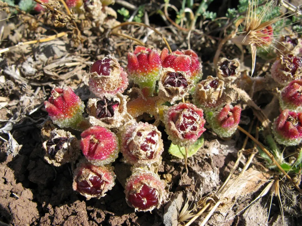 Crystal Ice Plant (Mesembryanthemum Crystallinum) — Drought tolerant and preferring full sun