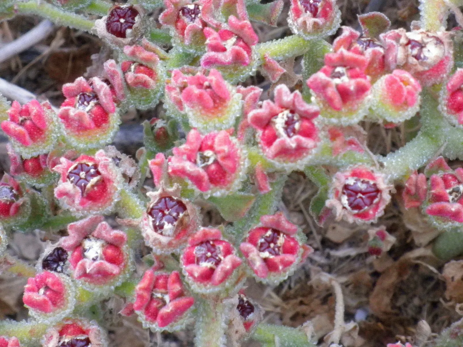 Crystal Ice Plant (Mesembryanthemum Crystallinum) — making it an excellent choice for xeriscaping; which is essential for its vigor, image 64