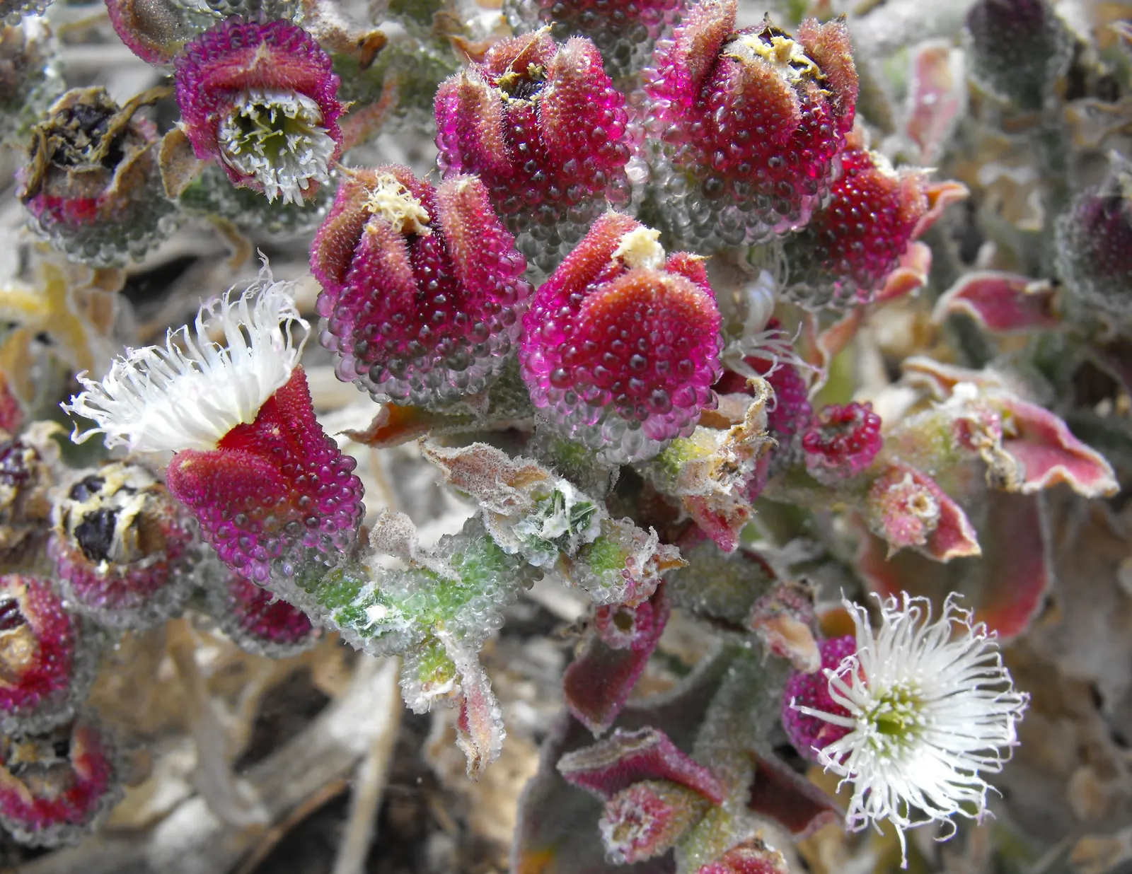 Crystal Ice Plant (Mesembryanthemum Crystallinum) — especially when planted in groups or used as a living mulch under drought-tolerant shrubs