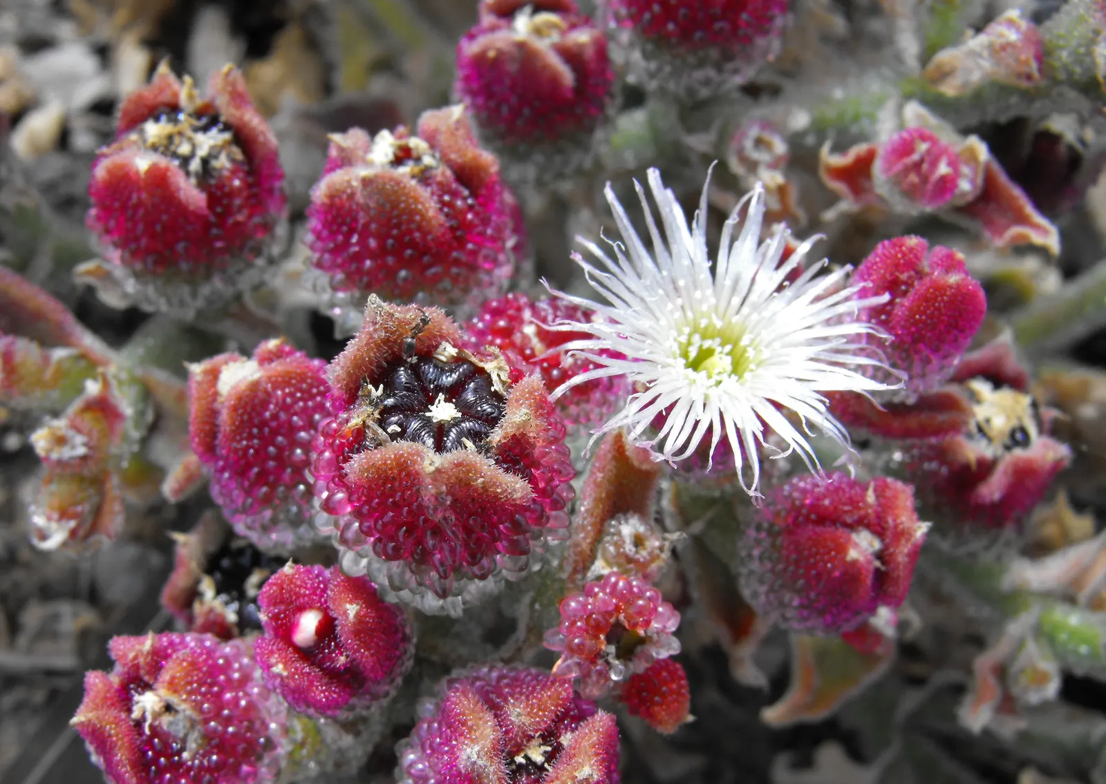 Crystal Ice Plant (Mesembryanthemum Crystallinum) — pink and white flowers in the garden
