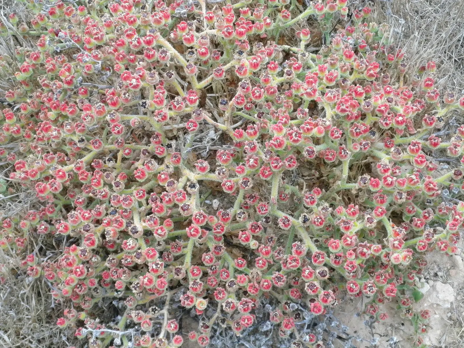 Crystal Ice Plant (Mesembryanthemum Crystallinum) — giving them a distinctive; giving the plant its icy appearance, image 59