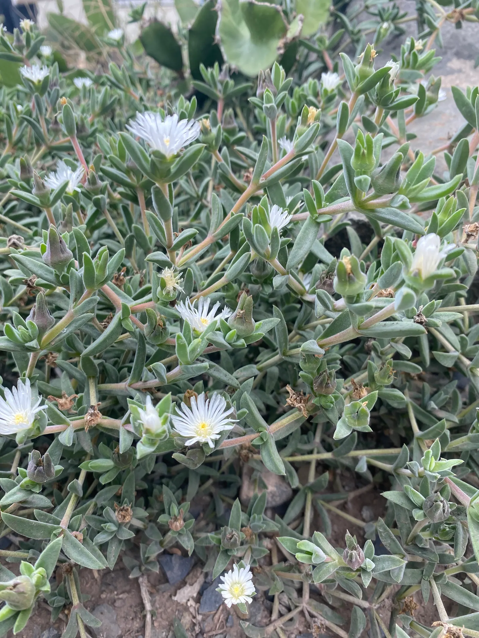 Crystal Ice Plant (Mesembryanthemum Crystallinum) — white-to-pale pink flowers; lime-green leaves covered in glistening, image 76