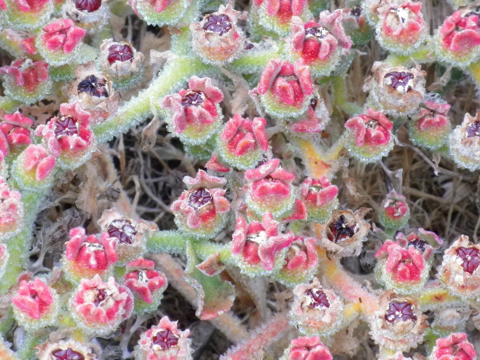 Crystal Ice Plant (Mesembryanthemum Crystallinum) — so its growth should be monitored; succulent for full, image 69