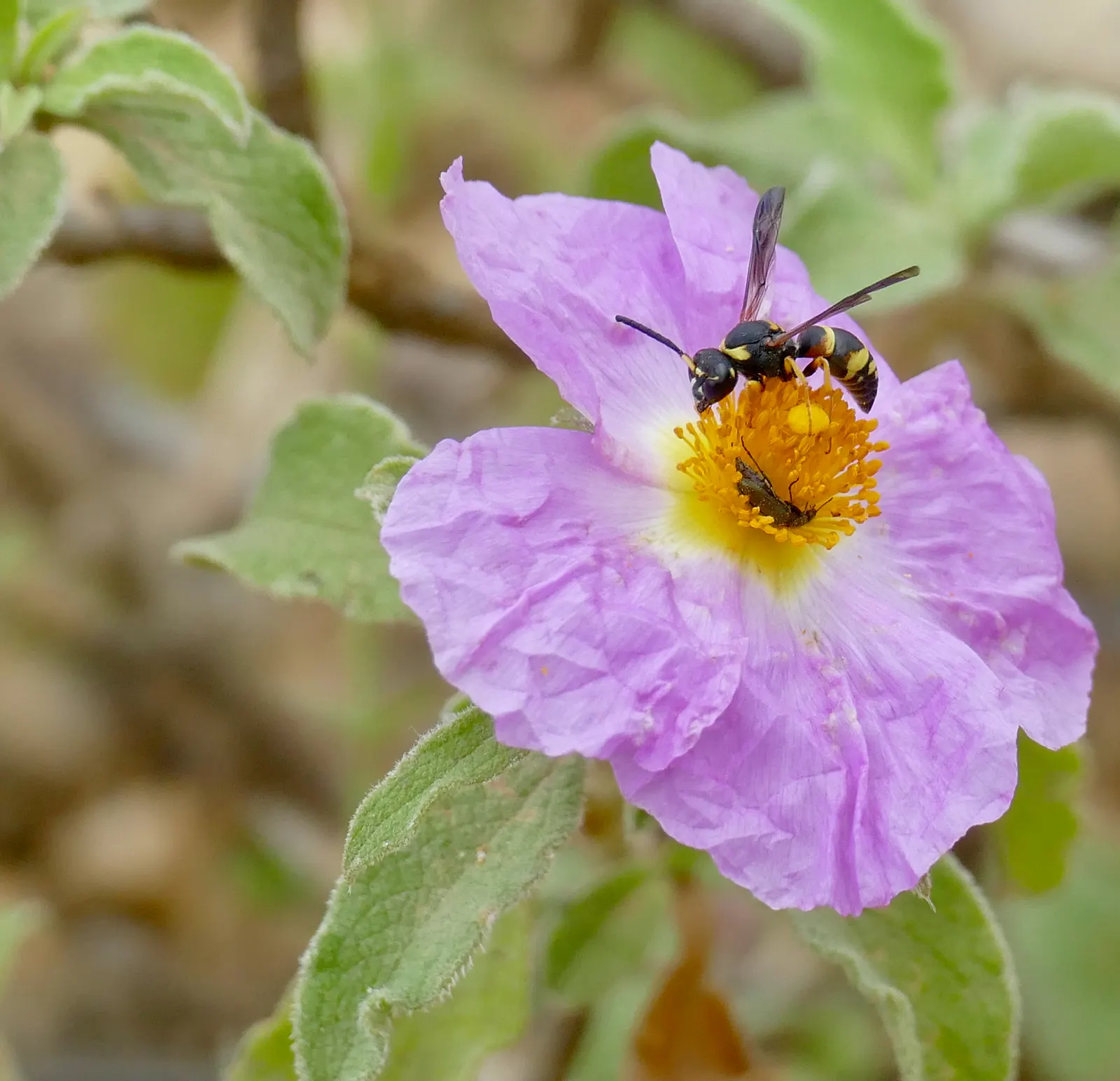 Crete Rockrose (Cistus Creticus) — a well-draining soil is essential