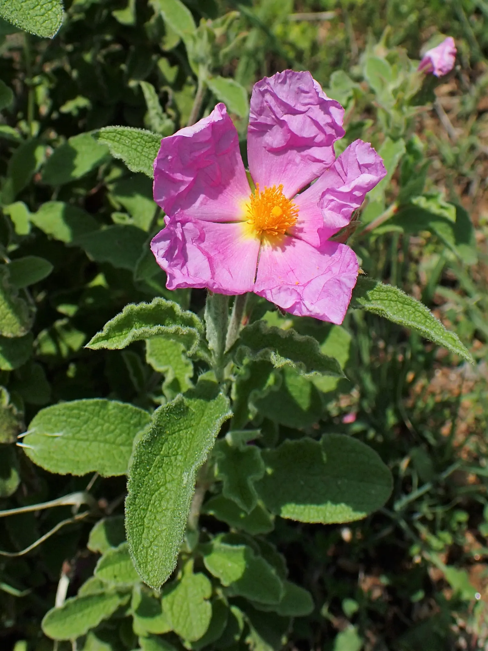 Crete Rockrose (Cistus Creticus) — pink flowers in the garden