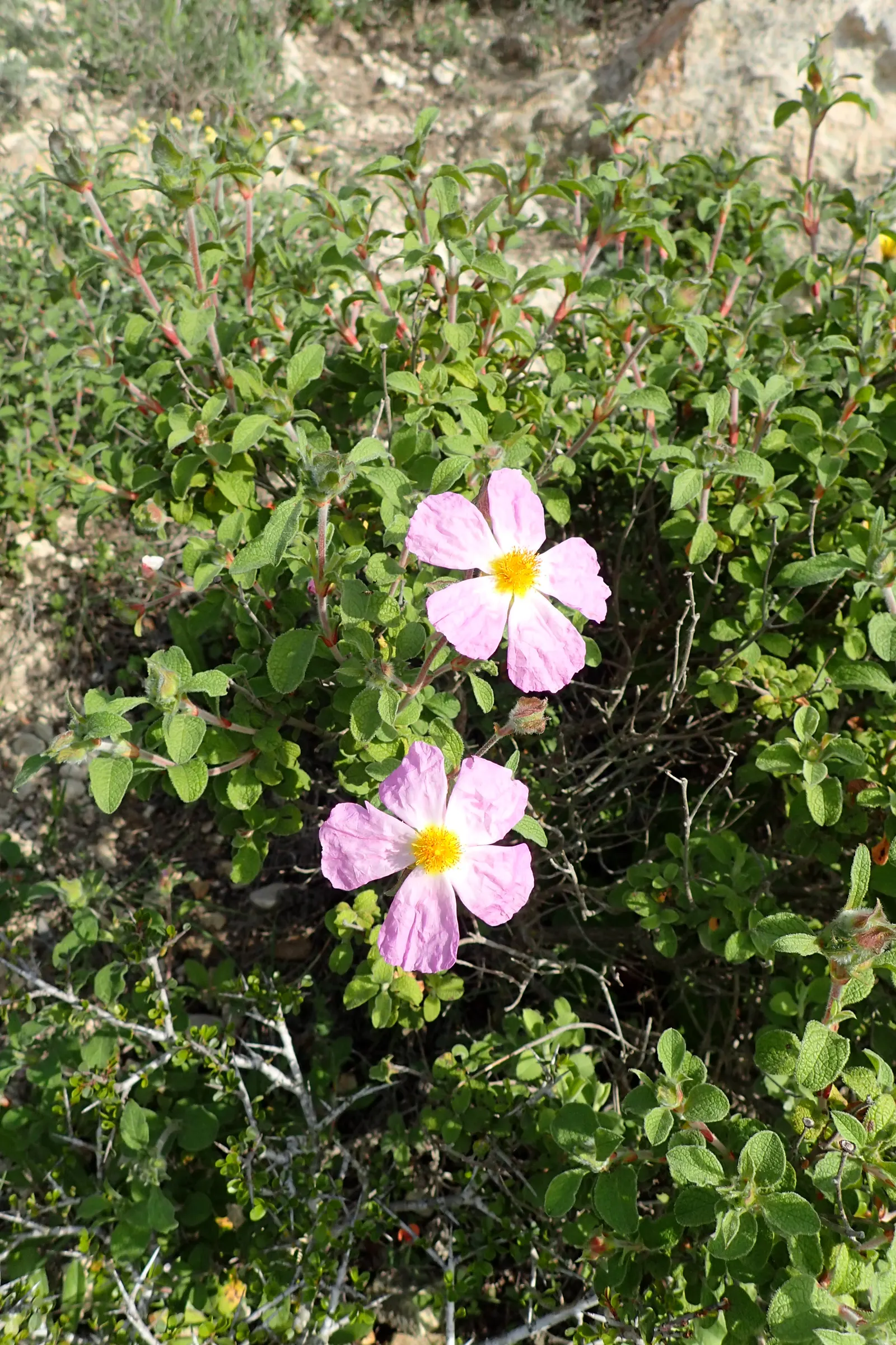 Crete Rockrose (Cistus Creticus) — Cistus creticus, commonly called Crete Rockrose, is a resilient, evergreen shrub; spanning roughly 2 inches, image 55