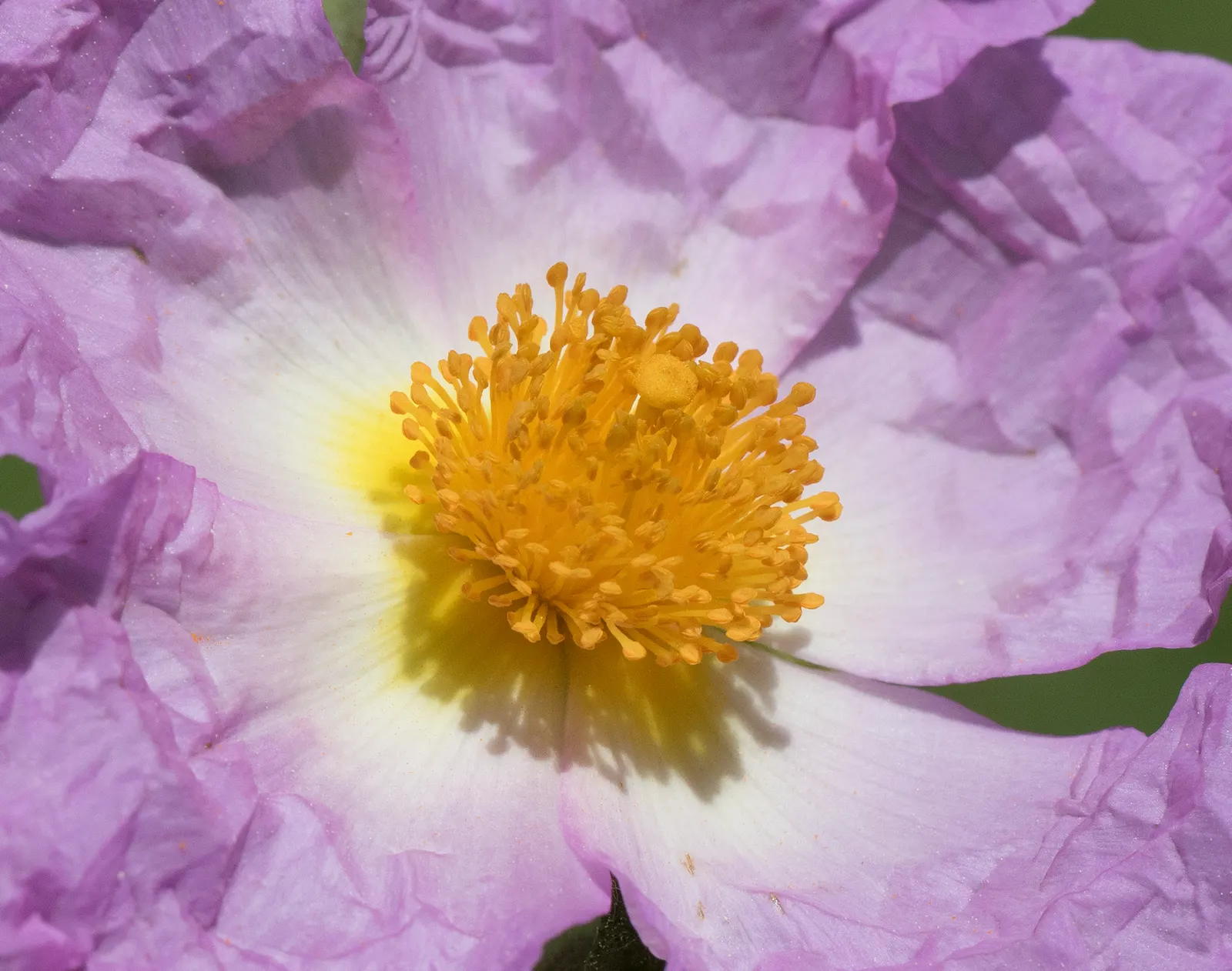 Crete Rockrose (Cistus Creticus) — commonly known as the Crete Rockrose; perennial / shrub with pink blooms