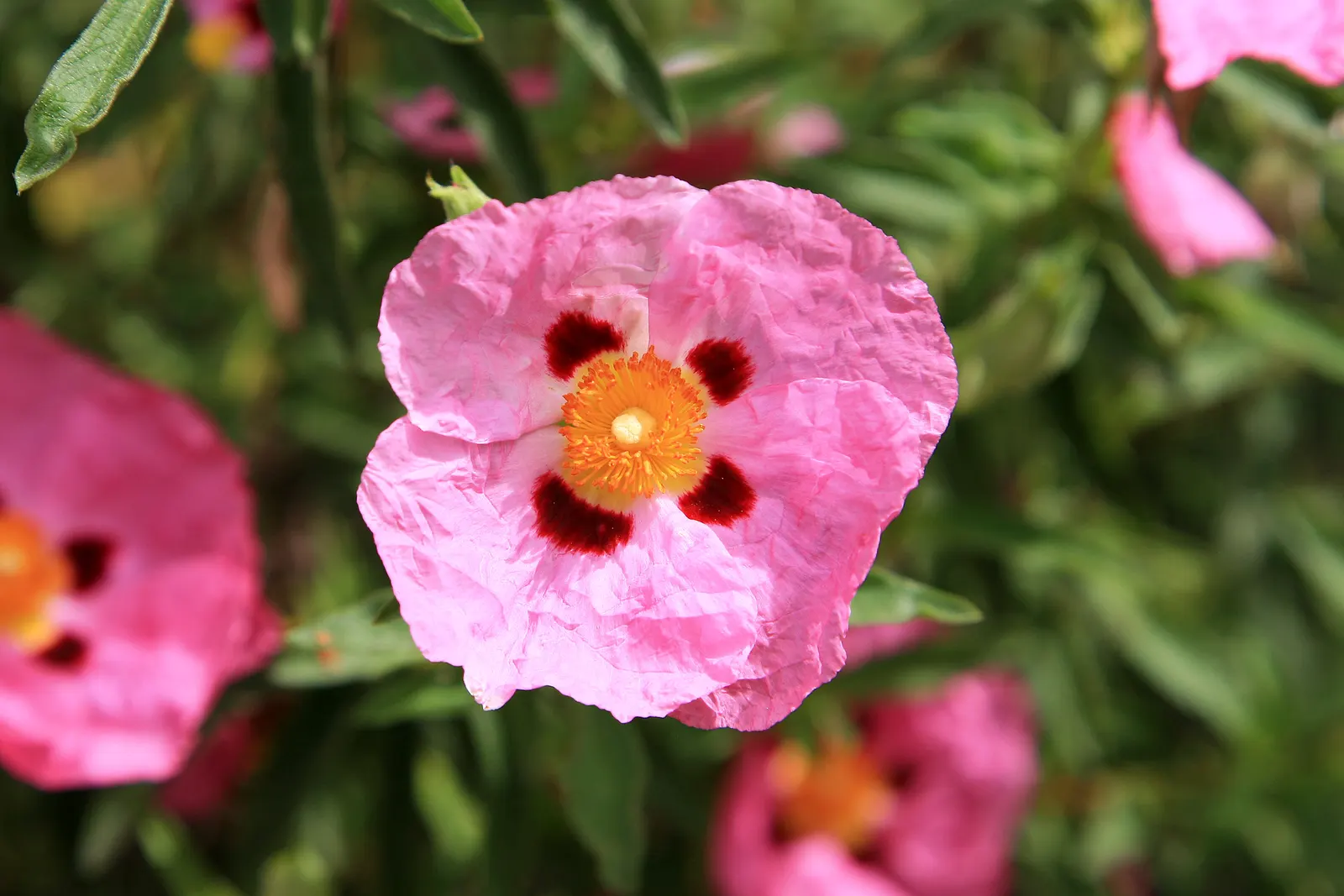 Crete Rockrose (Cistus Creticus) — spanning roughly 2 inches across
