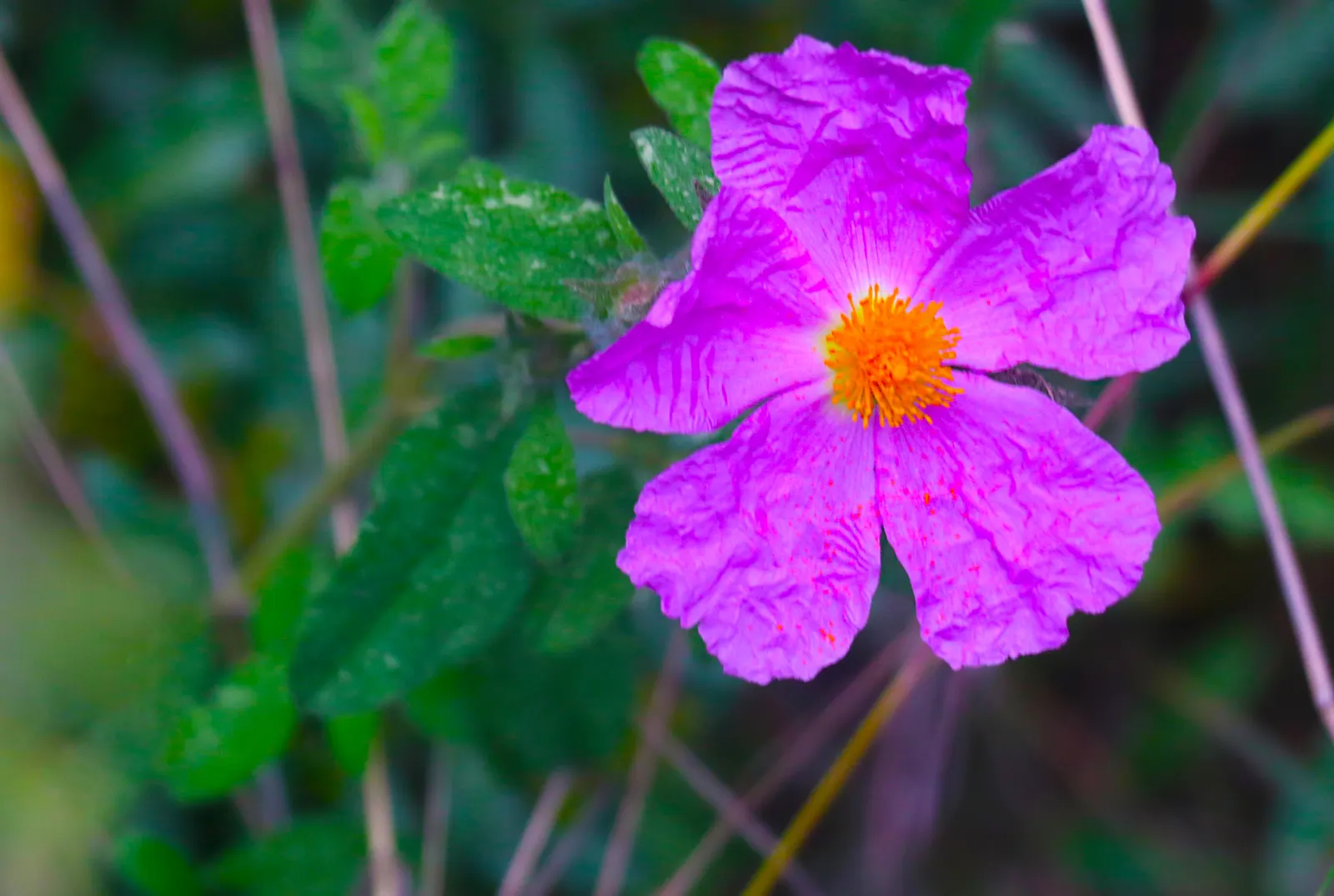 Crete Rockrose (Cistus Creticus) — perennial / shrub with pink blooms; a well-draining soil is essential