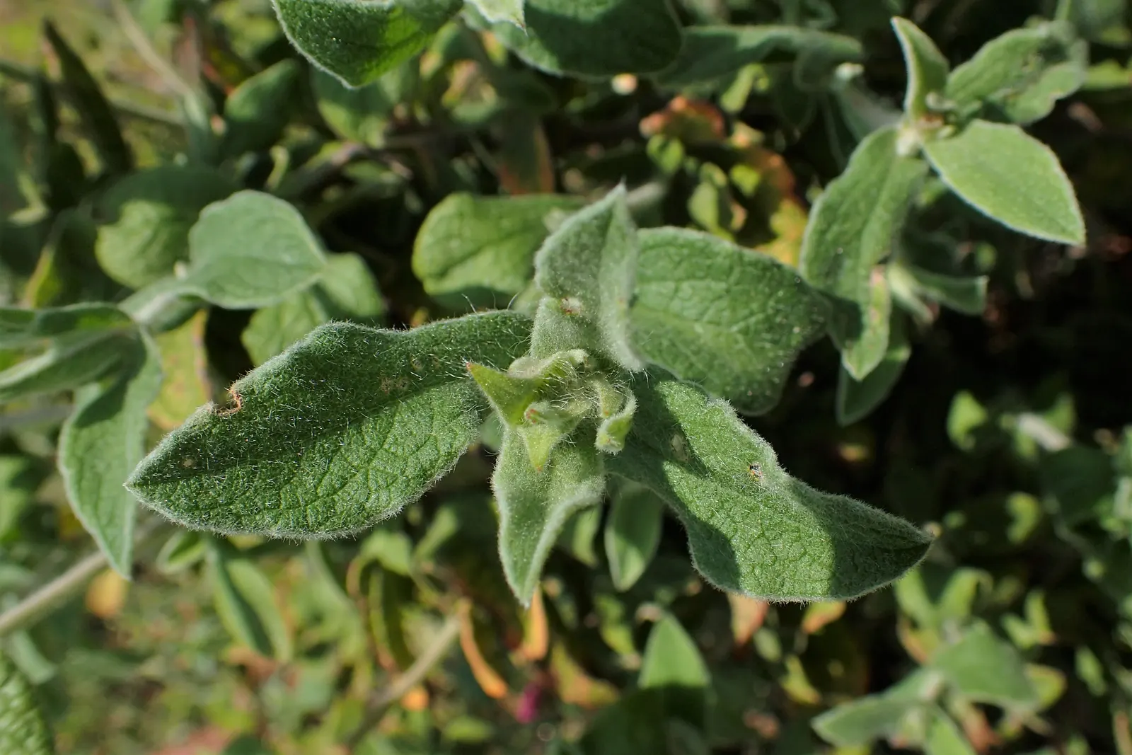 Crete Rockrose (Cistus Creticus) — reaching approximately 1-2 inches in diameter