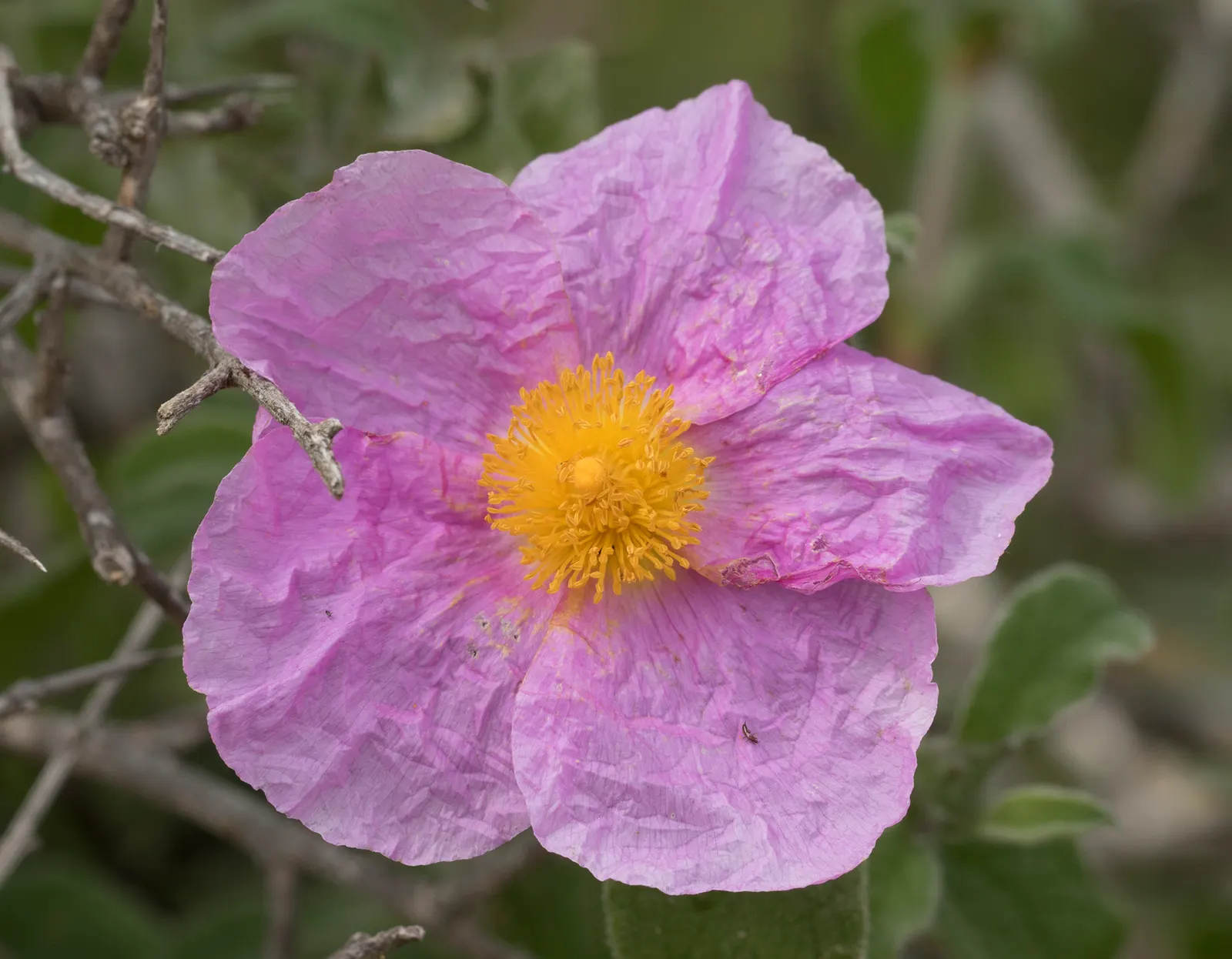 Crete Rockrose (Cistus Creticus) — It does not require regular fertilization and is mostly free from pests and diseases; it flourishes in well-drained soils