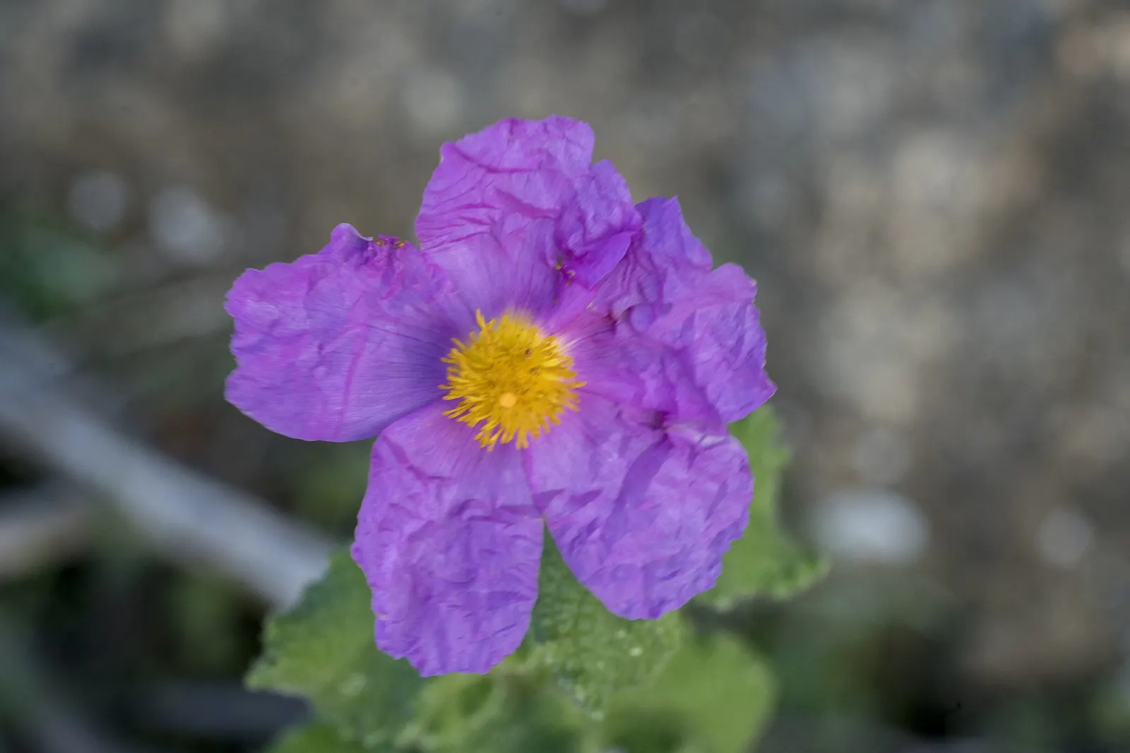 Crete Rockrose (Cistus Creticus) — Given these characteristics