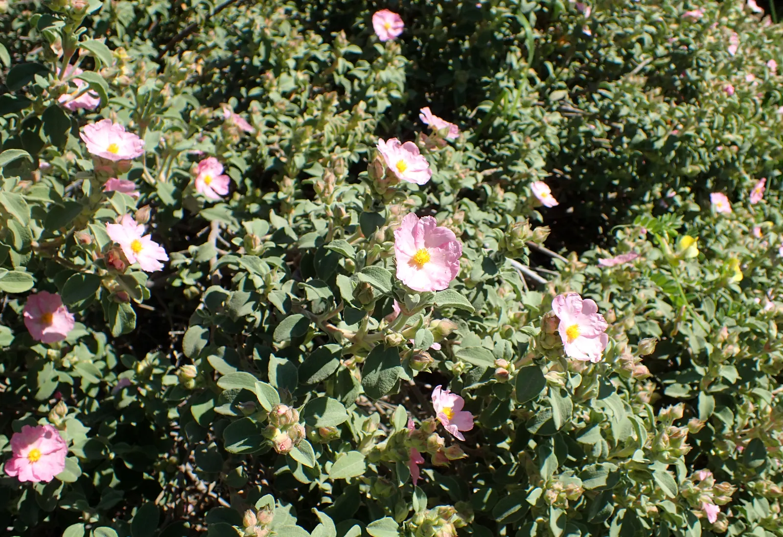 Crete Rockrose (Cistus Creticus) — typically reaching heights of 2-3 feet and spreading about the same in width; offering a stunning contrast with the deep