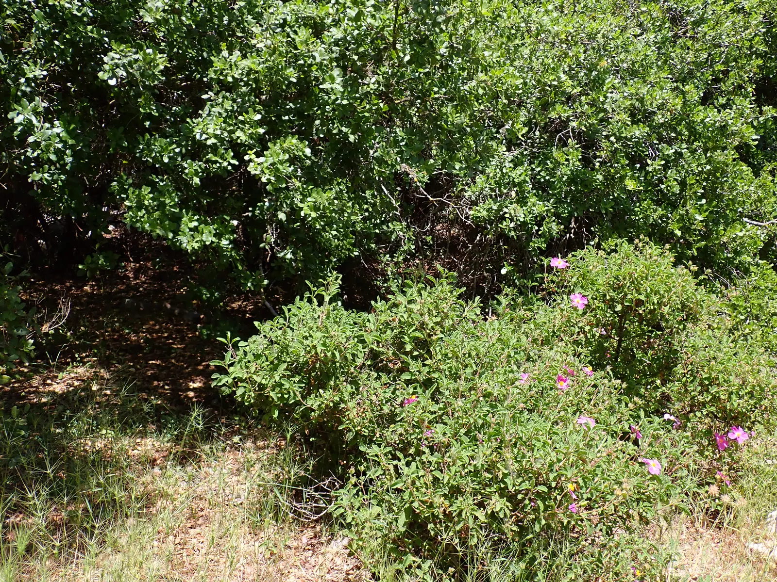 Crete Rockrose (Cistus Creticus) — perennial / shrub with pink blooms