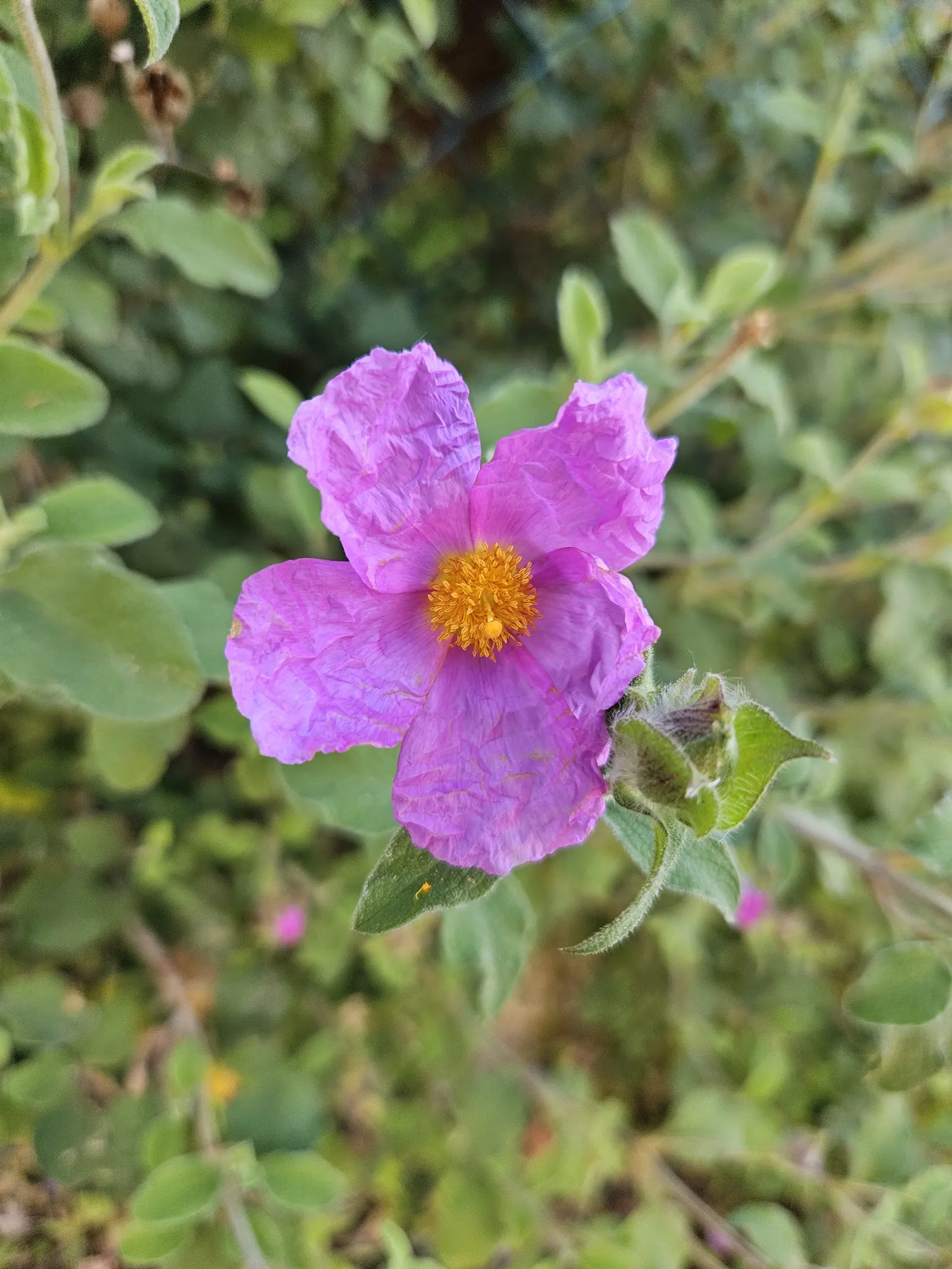 Crete Rockrose (Cistus Creticus) — It flourishes in well-drained soils, reaching up to 3 feet in height and 5 feet in width