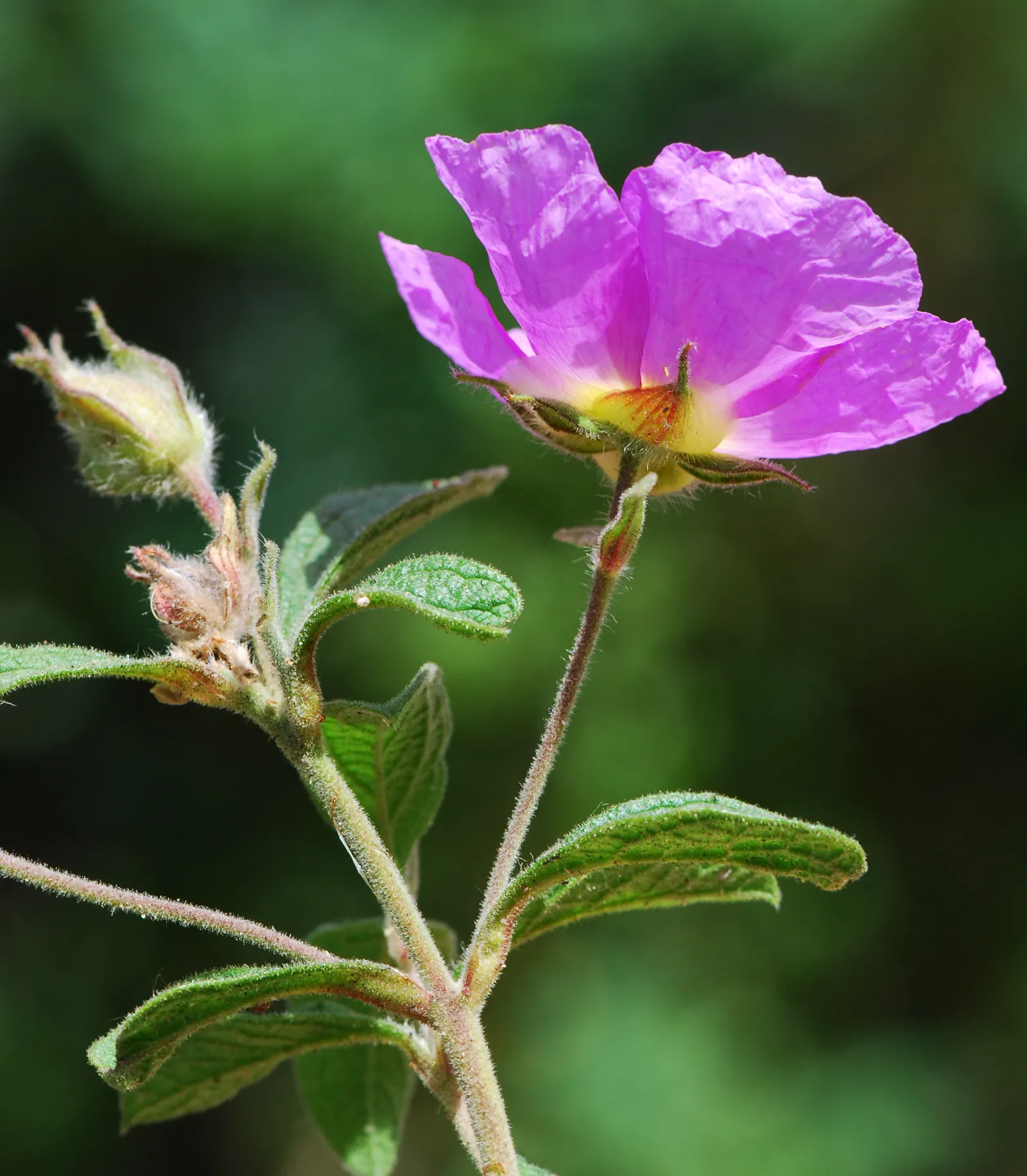Crete Rockrose (Cistus Creticus) — It flourishes in well-drained soils, reaching up to 3 feet in height and 5 feet in width; reaching approximately, image 56