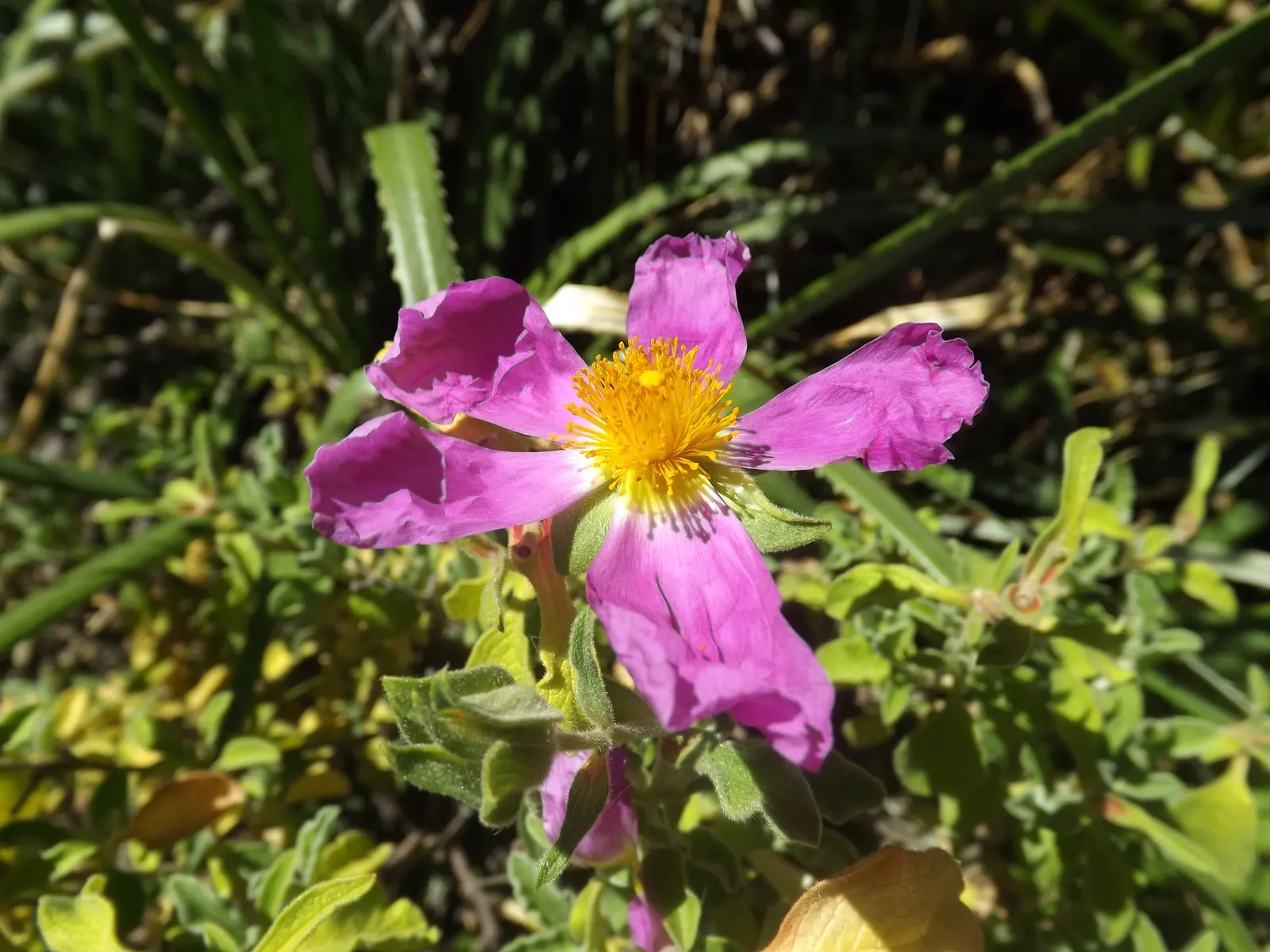 Crete Rockrose (Cistus Creticus) — spanning roughly 2 inches across; pink flowers in the garden, image 58