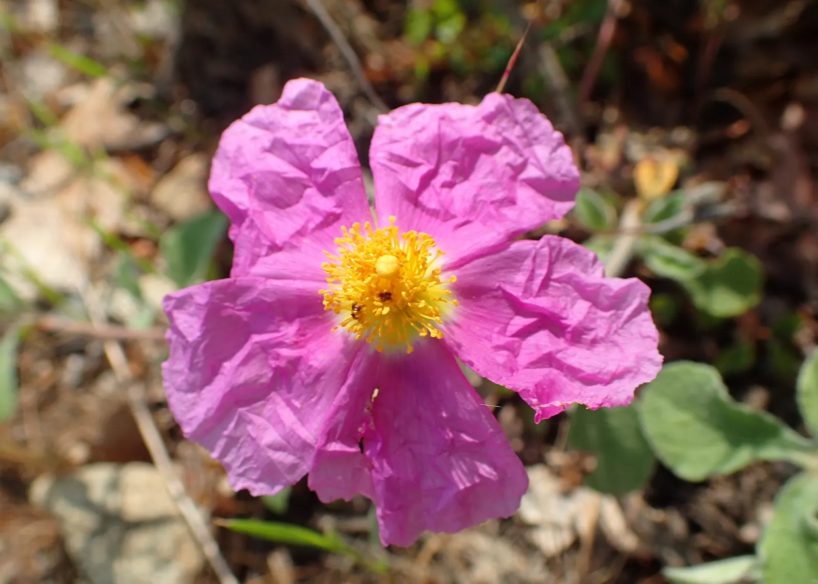 Crete Rockrose (Cistus Creticus) — sunny borders in USDA zones 8-11