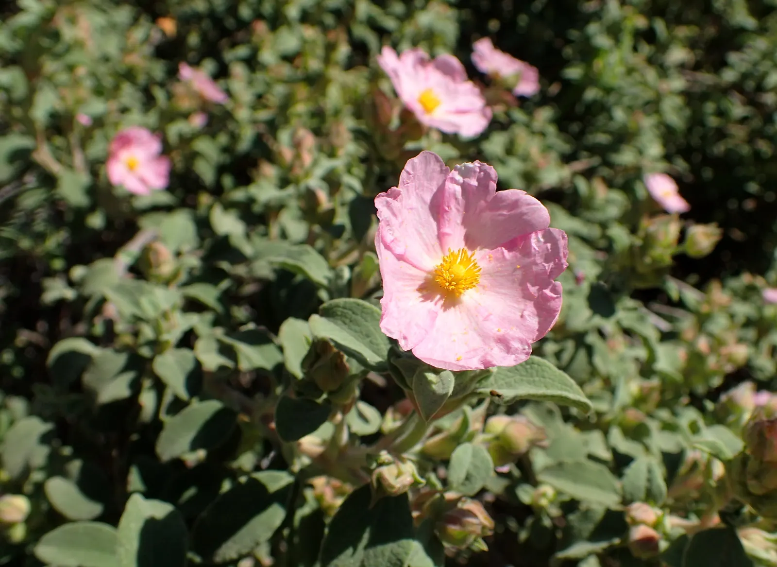 Crete Rockrose (Cistus Creticus) — the Cistus creticus is an excellent choice for the landscape designer seeking a resilient