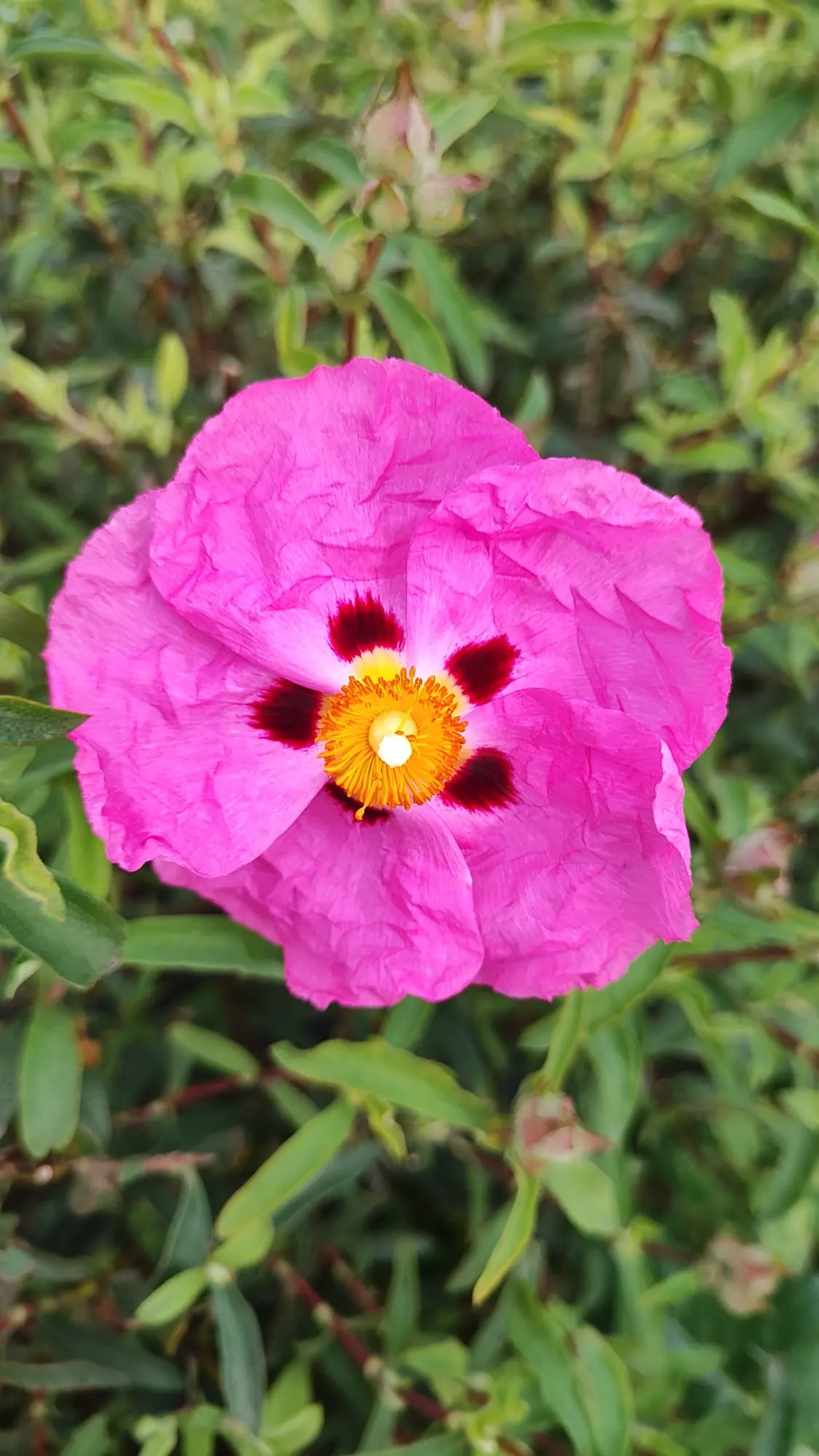 Crete Rockrose (Cistus Creticus) — sunny borders in USDA zones 8-11; the Crete Rockrose is relatively low, image 61