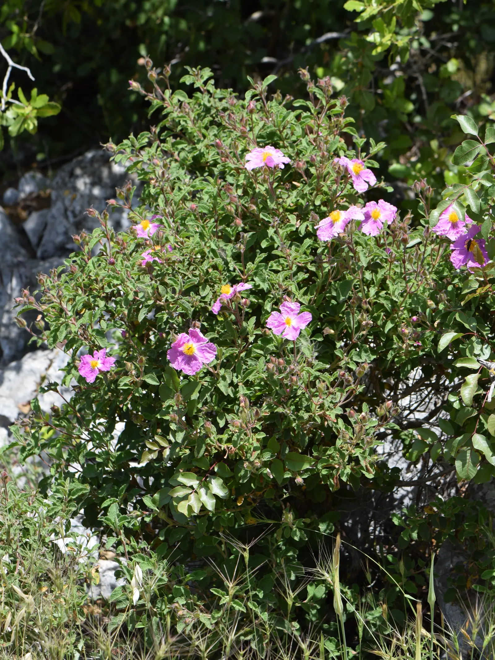 Crete Rockrose (Cistus Creticus) — yet showy plant that offers long-lasting appeal with minimal care