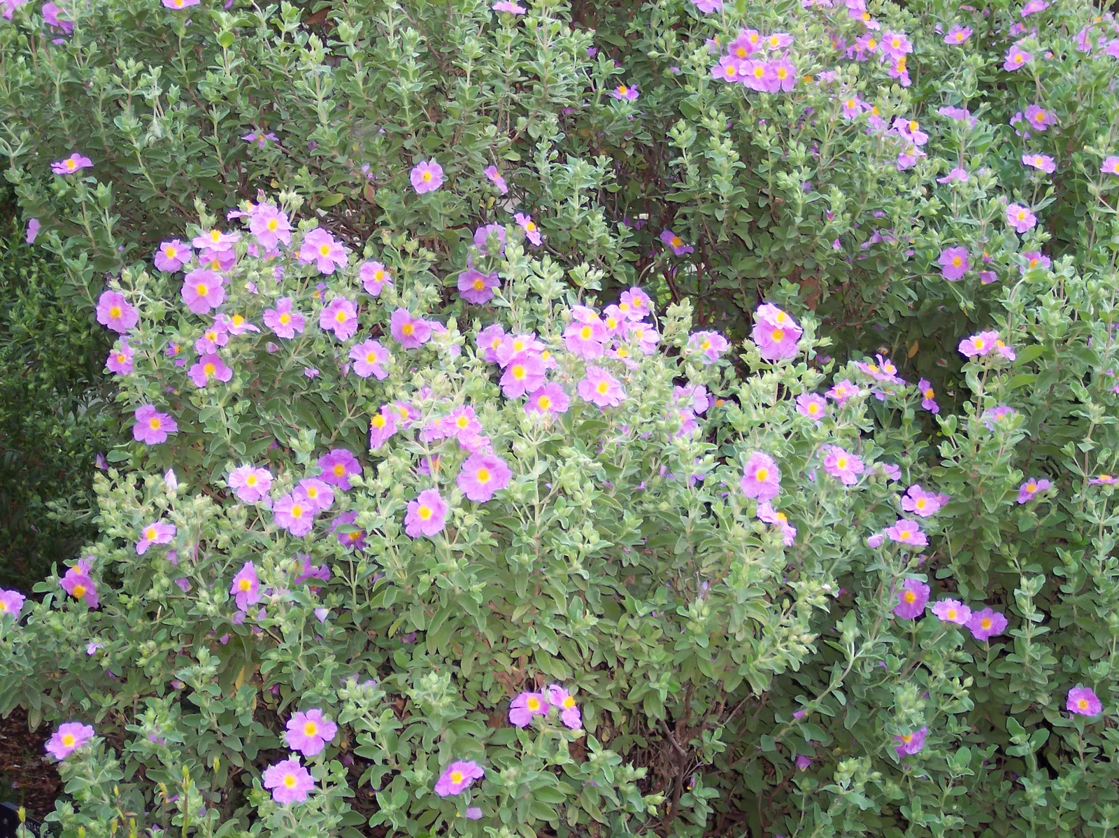 Crete Rockrose (Cistus Creticus) — It boasts pink-purple flowers with distinctive yellow centers; as this plant does not tolerate overwatering or poorly