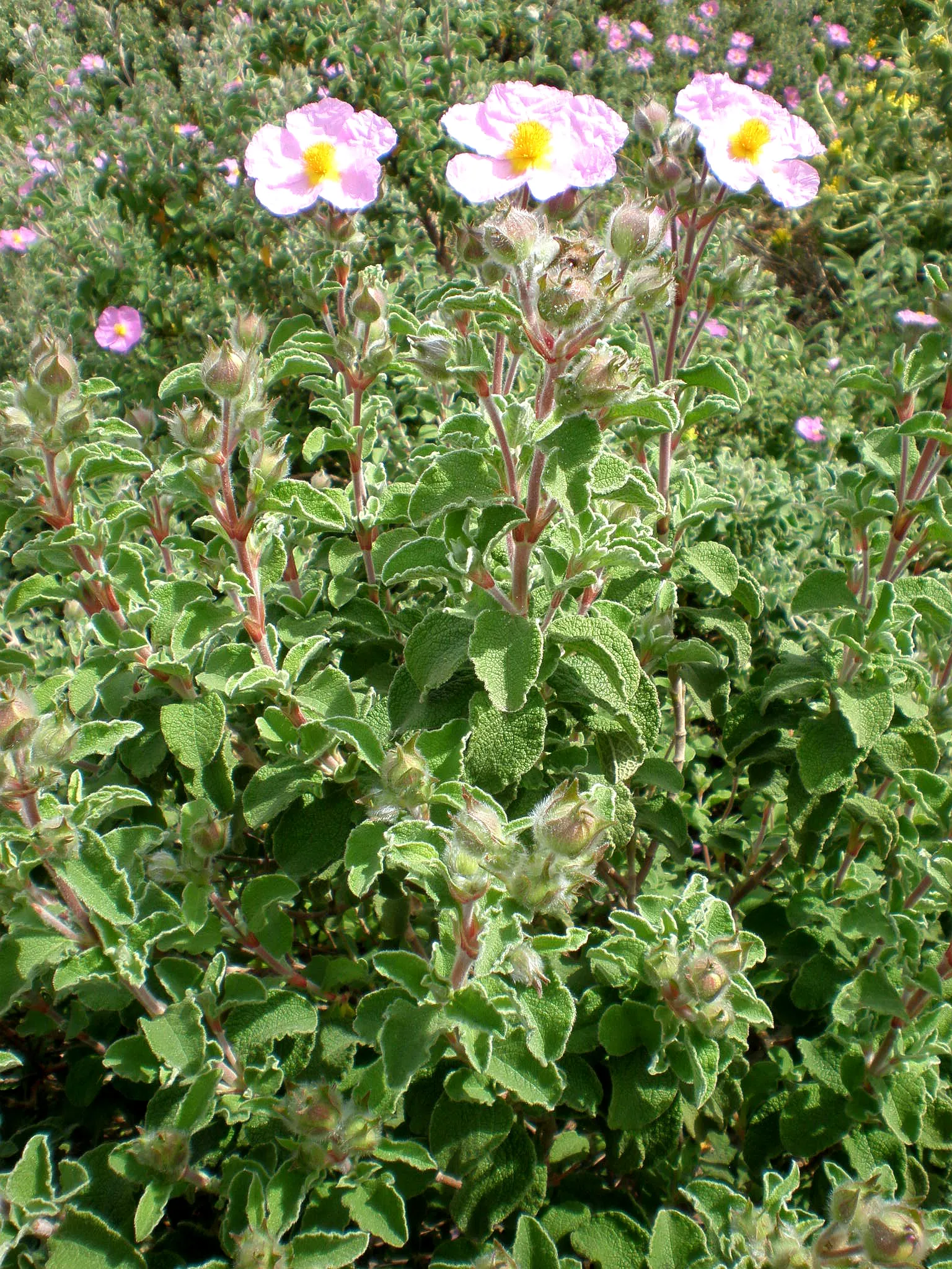 Crete Rockrose (Cistus Creticus) — It flourishes in well-drained soils, reaching up to 3 feet in height and 5 feet in width; reaching approximately 1-2 inches